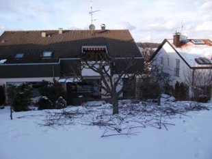Baumpflege und Baum fällen in Stuttgart