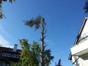 Baumpflege und Baum fällen in Stuttgart
