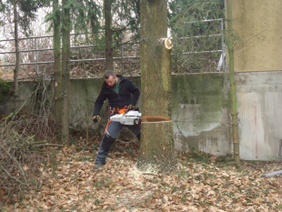 Baumpflege und Baum fällen in Stuttgart