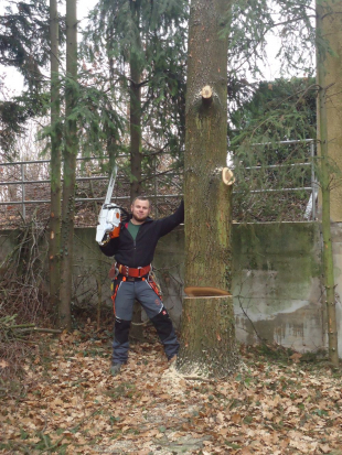 Baumpflege und Baum fällen in Stuttgart