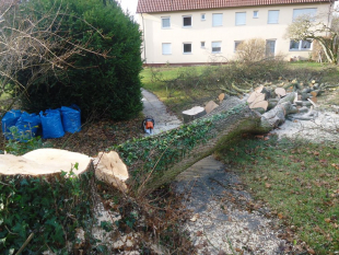 Baumpflege und Baum fällen in Stuttgart