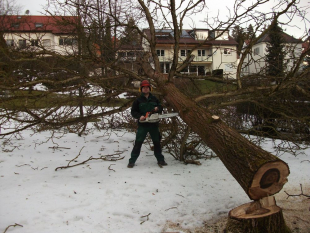 Baumpflege und Baum fällen in Stuttgart