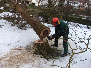 Baumpflege und Baum fällen in Stuttgart