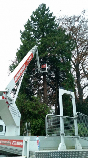 Baumpflege und Baum fällen in Stuttgart