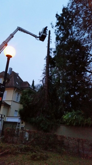 Baumpflege und Baum fällen in Stuttgart