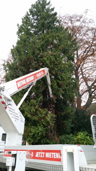 Baumpflege und Baum fällen in Stuttgart