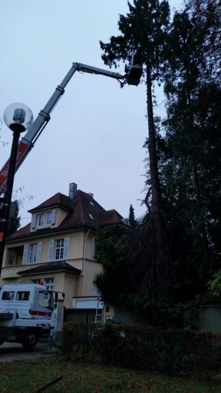 Baumpflege und Baum fällen in Stuttgart