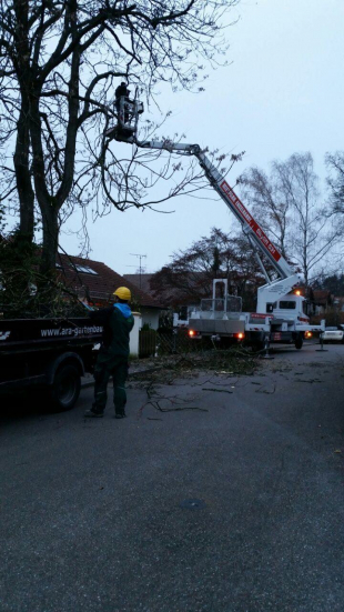 Baumpflege und Baum fällen in Stuttgart