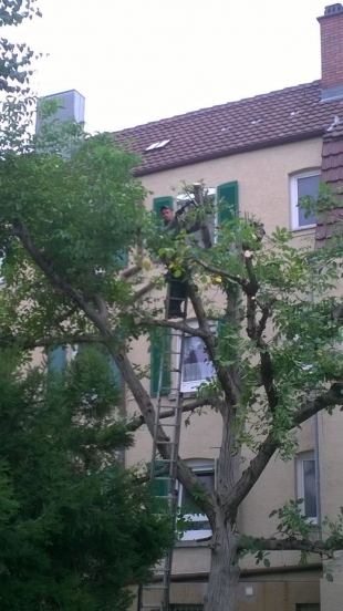 Baumpflege und Baum fällen in Stuttgart