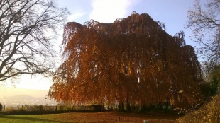 Baumpflege und Baum fällen in Stuttgart