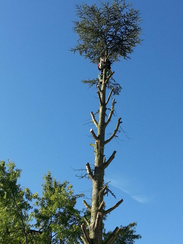 Baumfallung Ruckschnitt Baum Fallen Und Baumpflege