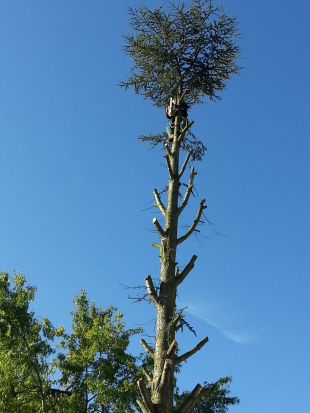 Baumpflege und Baum fällen in Stuttgart