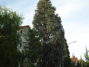 Baumpflege und Baum fällen in Stuttgart