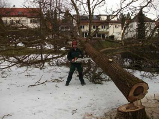 Baumpflege und Baum fällen in Stuttgart