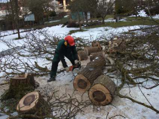 Baumpflege und Baum fällen in Stuttgart