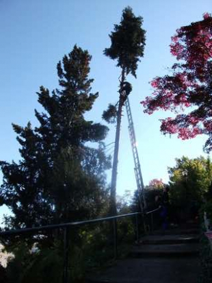 Baumpflege und Baum fällen in Stuttgart