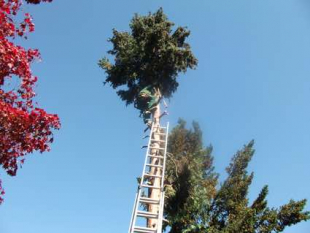 Baumpflege und Baum fällen in Stuttgart