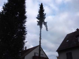 Baumpflege und Baum fällen in Stuttgart