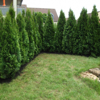 Heckenpflege und Gartenpflege